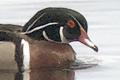 Canard
                  branchu