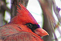 Cardinal rouge (Northern
        Cardinal) Cardinalis cardinalis