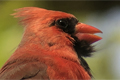 Cardinal
                rouge