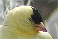 Chardonneret jaune