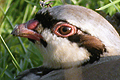 Perdrix choukar
        (Chukar) Alectoris chukar