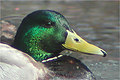 Canard
                  colvert