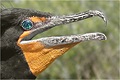 Cormoran � aigrettes