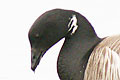 Bernache
                cravant (Brant) Branta bernicla