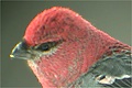 Durbec des sapins (Pine
        Grosbeak) Pinicola enucleator