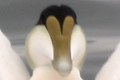 Eider �
                duvet