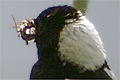 Goglu des pr�s