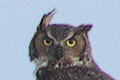Grand-duc d'Am�rique (Great Horned Owl) Bubo
                viginianus