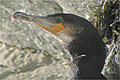 Grand
                Cormoran