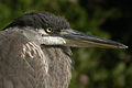 Grand H�ron
                    (Great Blue Heron) Ardea herodias