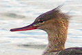 Harle hupp� (Red-breasted Merganser) Mergus
                serrator