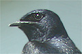 Hirondelle
                  noire