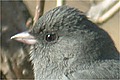 Junco ardois�
