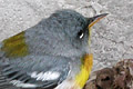 Paruline � collier (Northern Parula) Setophaga
                  americana