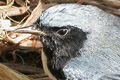 Paruline bleue
