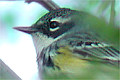 Paruline �
        croupion jaune