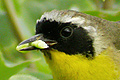 Paruline masqu�e