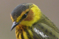 Paruline tigr�e (Setophaga tigrina) Cape May
                    Warbler