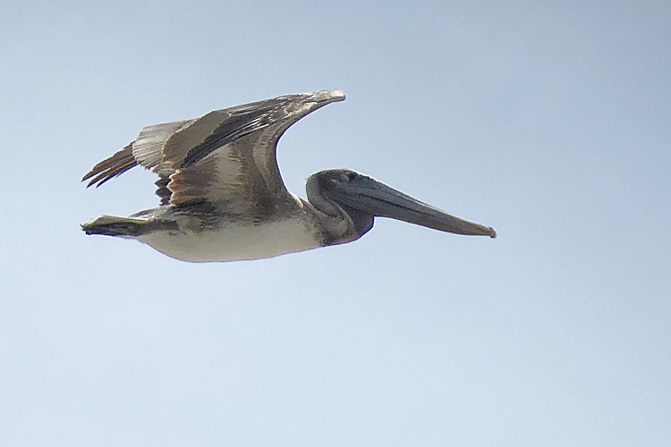 P�lican
                  brun (Brown Pelican) Pelecanus occidentalis