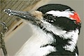 Pic chevelu