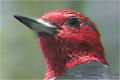 Pic � t�te
                rouge