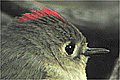 Roitelet � couronne
        rubis
