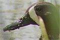 Sarcelle �
                    ailes bleues (Blue-winged Teal) Anas discors