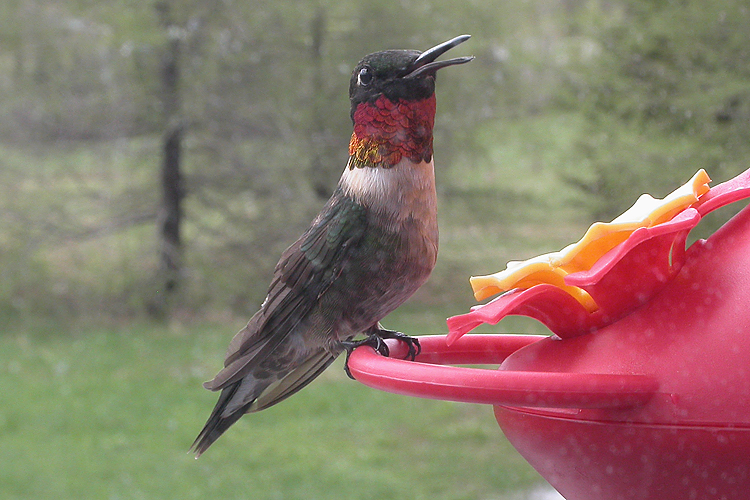 Colibri � gorge
                rubis