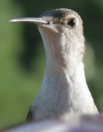 Colibri � gorge
                  rubis