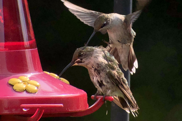 Colibri � gorge
                rubis