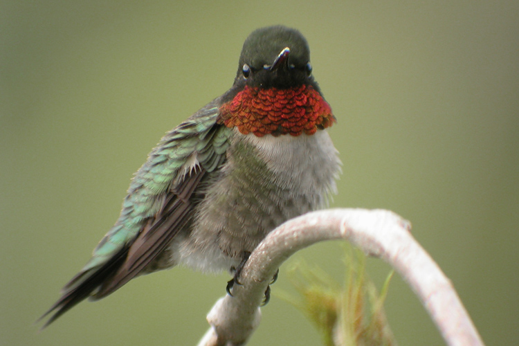Colibri � gorge
                rubis