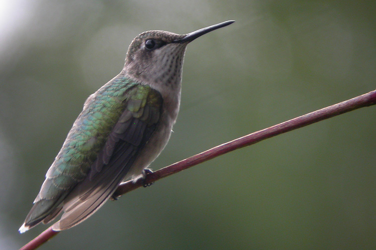 Colibri � gorge
                rubis