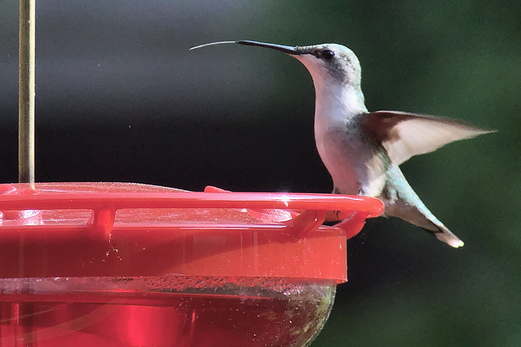 Colibri � gorge
                rubis