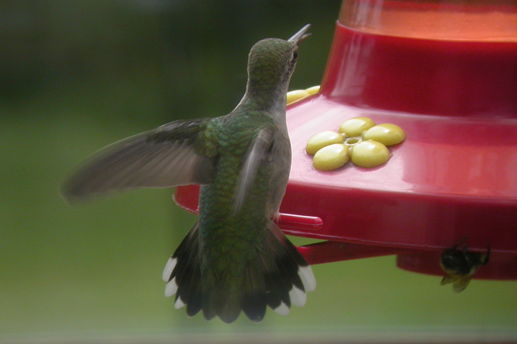 Colibri � gorge
                rubis
