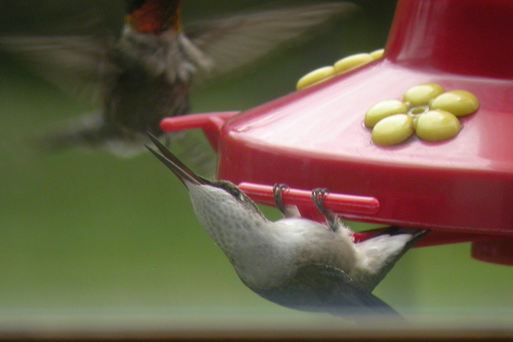 Colibri � gorge
                rubis