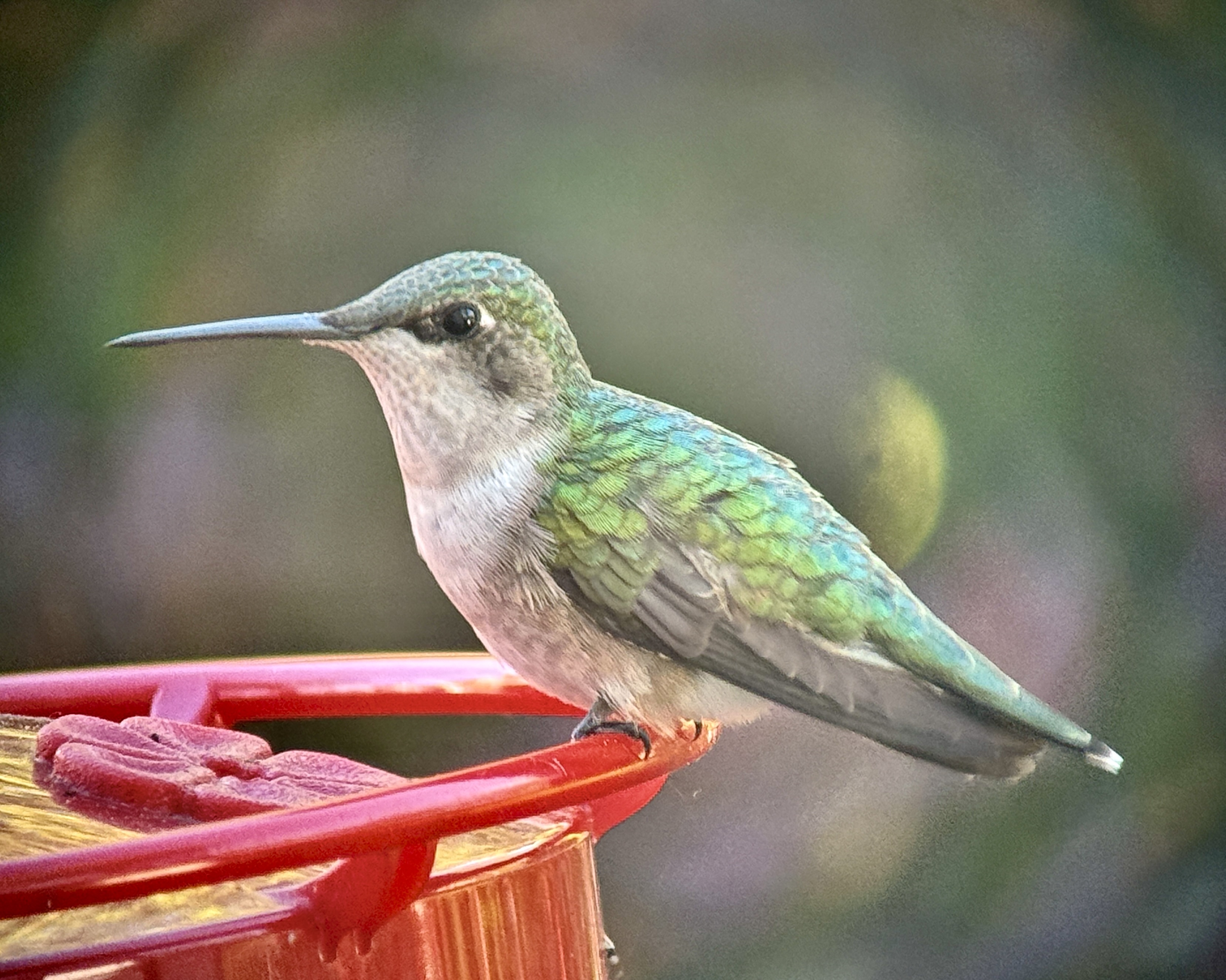 Colibri
                � gorge rubis