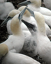 Fou
                de Bassan