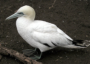 Fou
                de Bassan