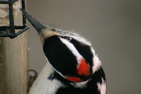Pic chevelu