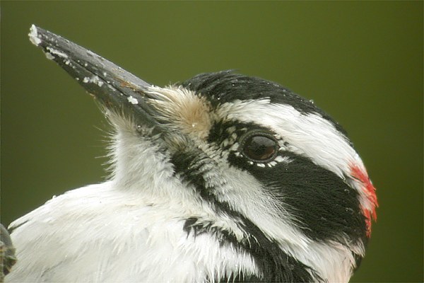 Pic chevelu