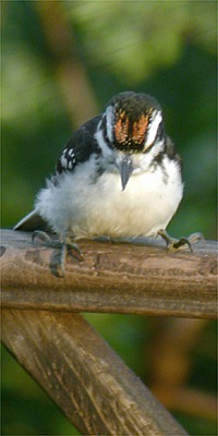Pic chevelu