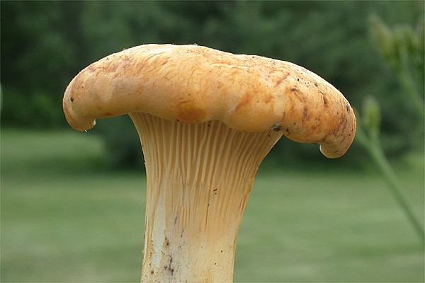 Chanterelle commune