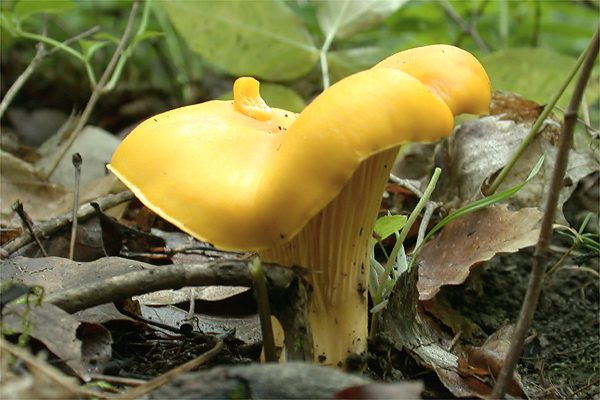 Chanterelle commune