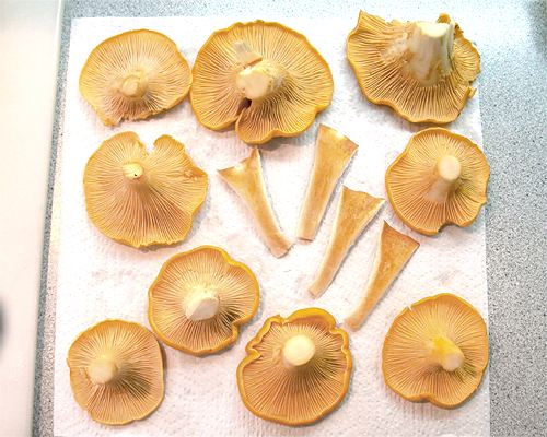 Chanterelle commune