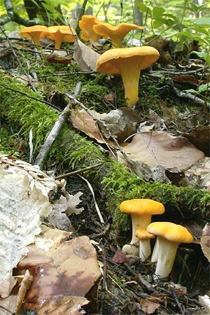 Chanterelle commune