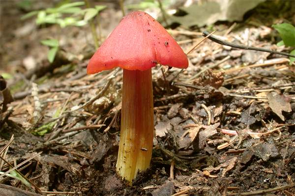 Hygrophore conique