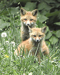 Renard roux