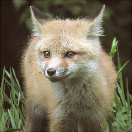 Renard roux