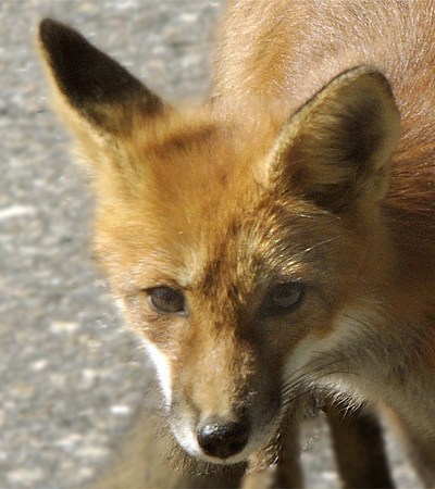 Renard roux