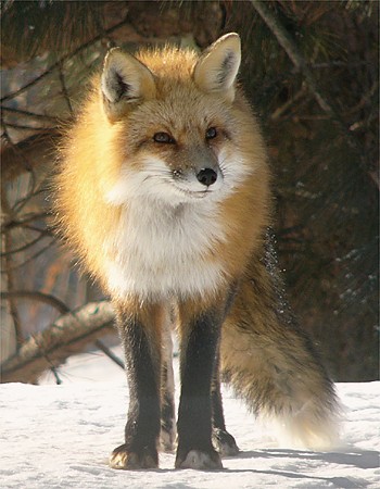 Renard roux